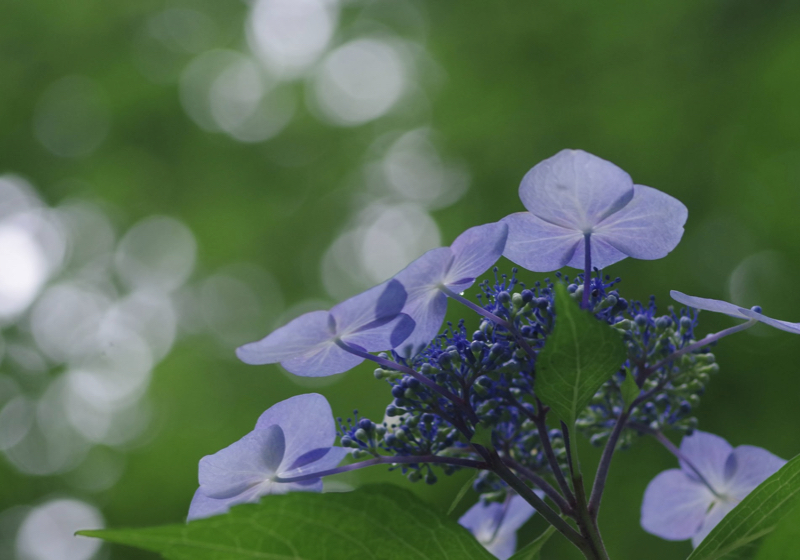 注文の多い料理店・序 2020年の紫陽花