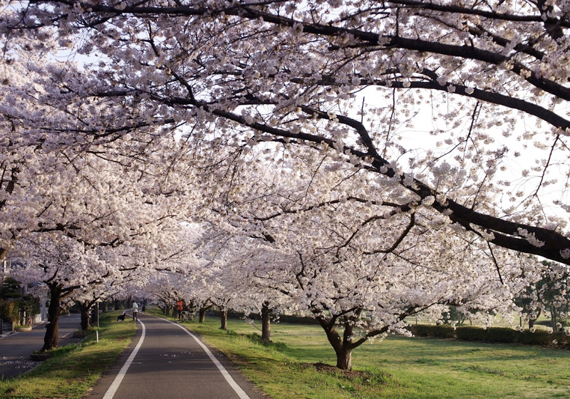 満開の桜の下で、「老いと向かいあう住まい」を思う
