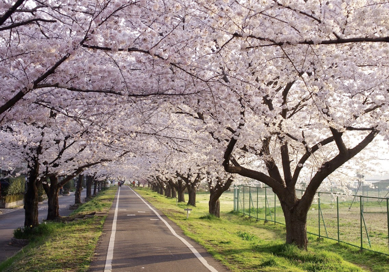 満開の桜の下で、「老いに向かいあう住まい」を思う