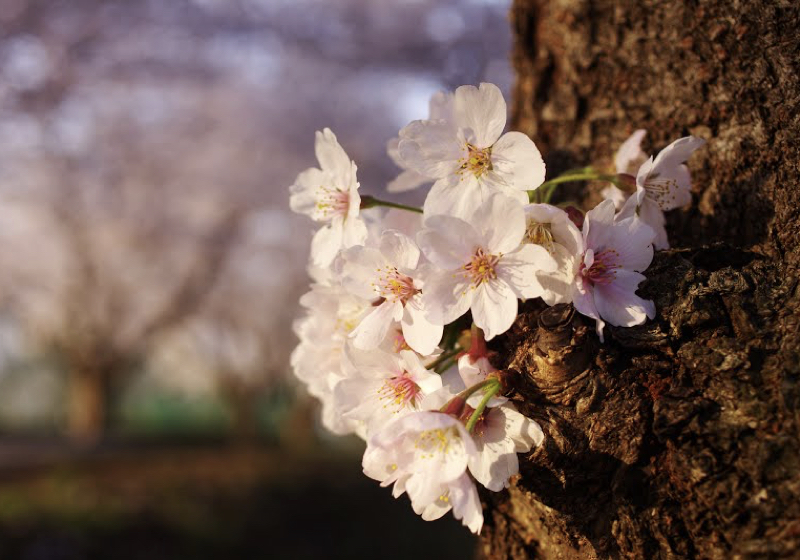 満開の桜の下で、「老いに向かいあう住まい」を思う