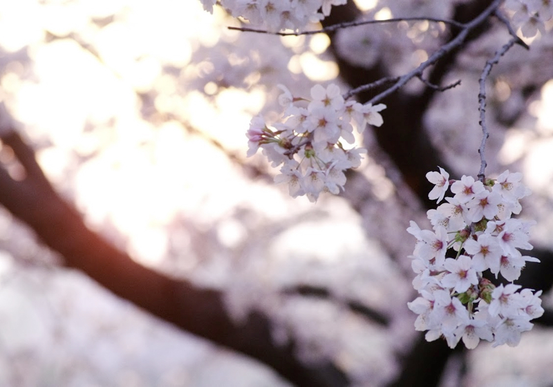 注文の多い料理店・序（5）2018年の桜