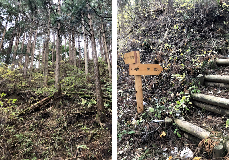 姥樫(ウバッカシ)