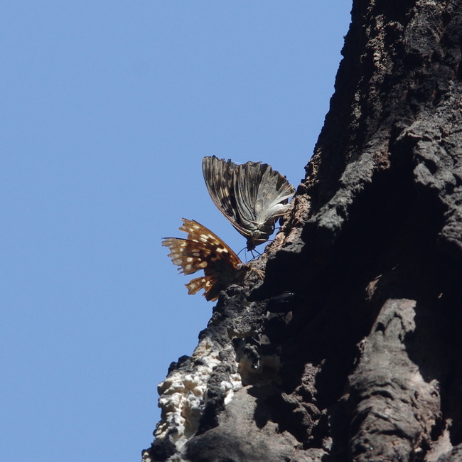 狭山丘陵の蝶やトンボ